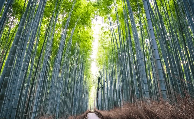 京都！エアトリプラスのおすすめ